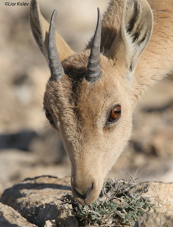 יעל Nubian Ibex  Capra ibex nubiana                                                הר הנגב  אפריל 2006